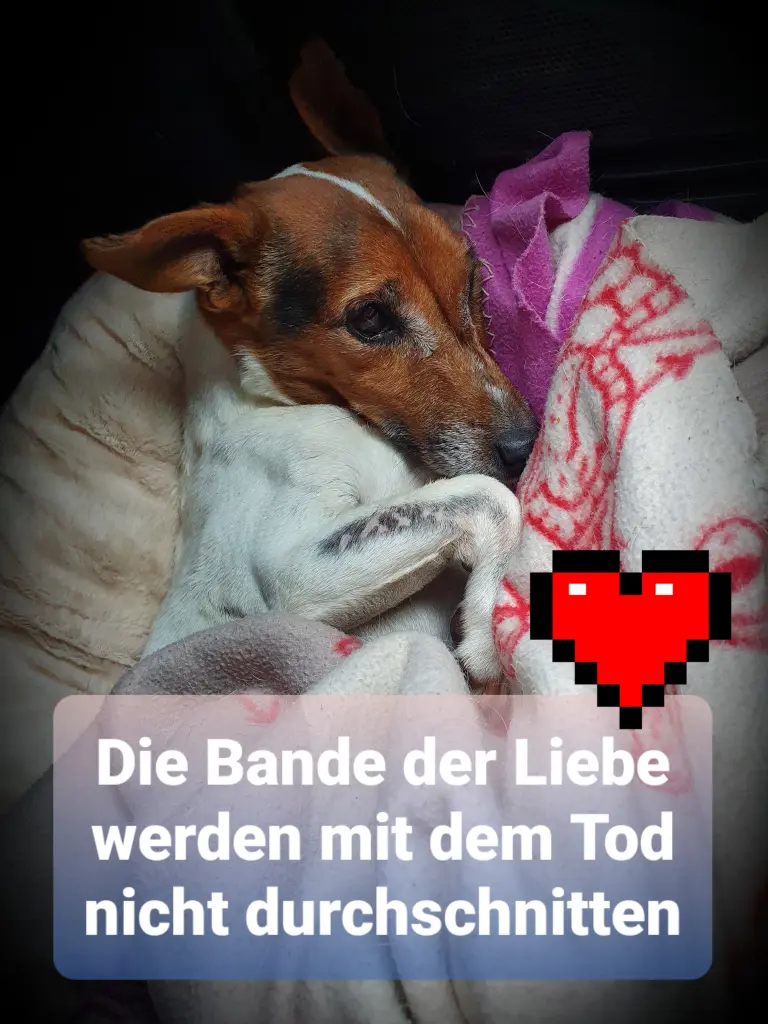 Image from Baldo
