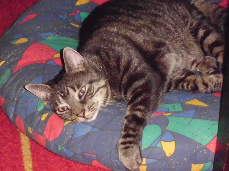 Condolence image of Jürgen mit Tigger im Herzen
