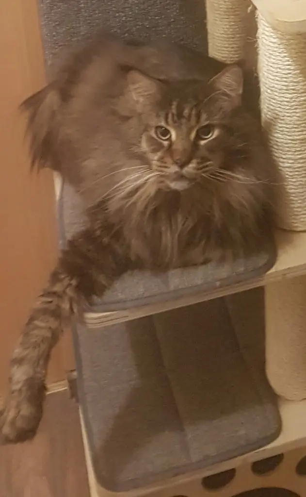 Image from Coon