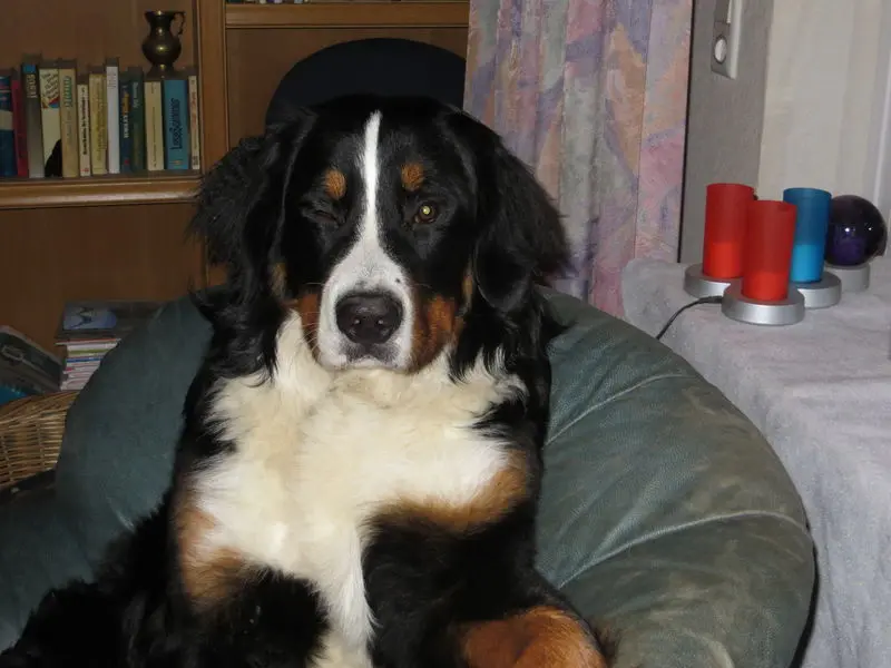 Andachtsbild von Michael