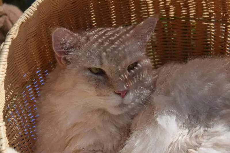 Condolence image of Bettina & Walter mit Kimba im Herzen