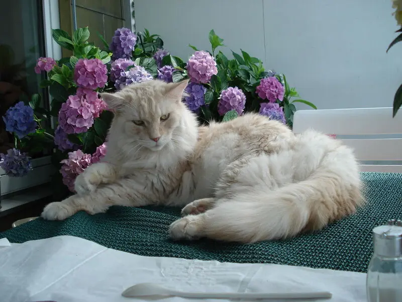 Condolence image of Bettina & Walter mit Kimba im Herzen