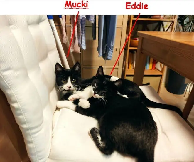 Image from Eddie und Mucki