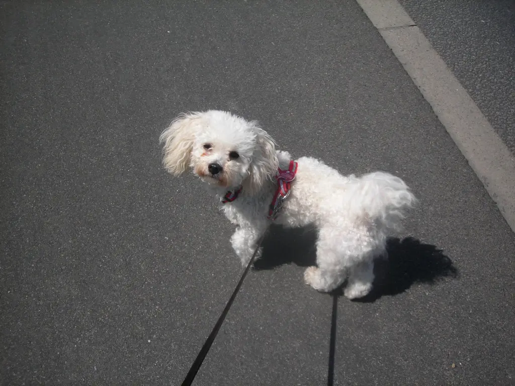 Image from Roxy