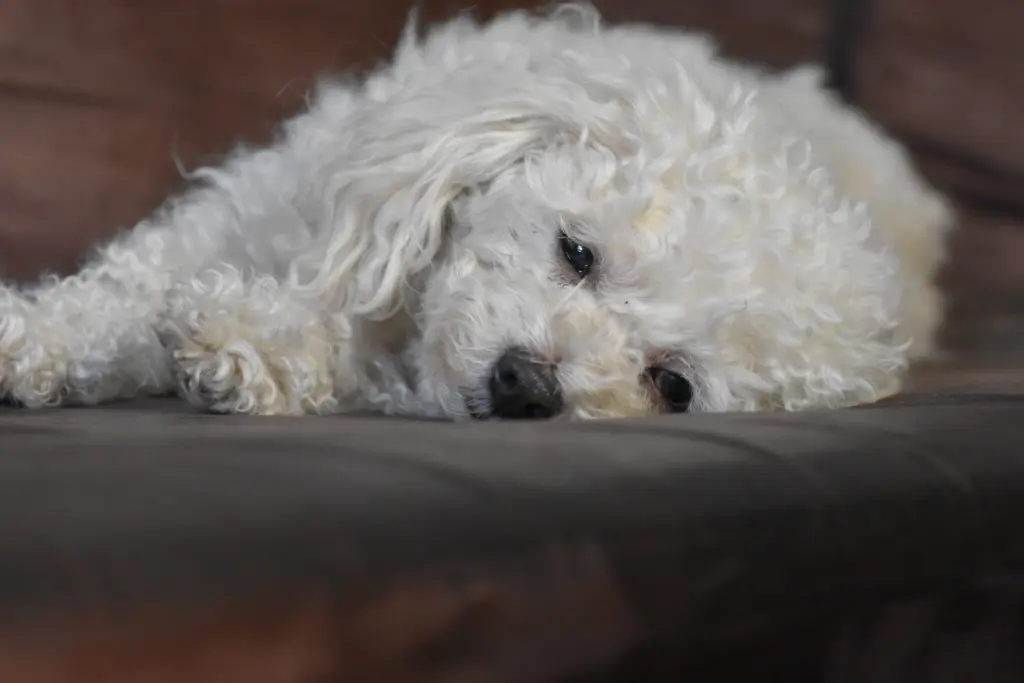 Image from Roxy