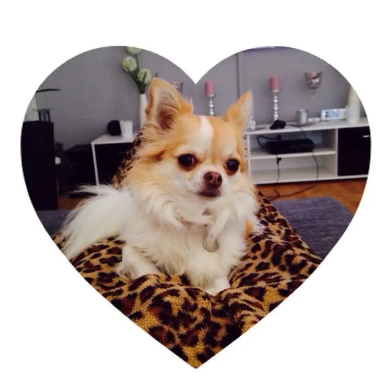 Condolence image of Birgit mit Shila im Herzen ♥️ 