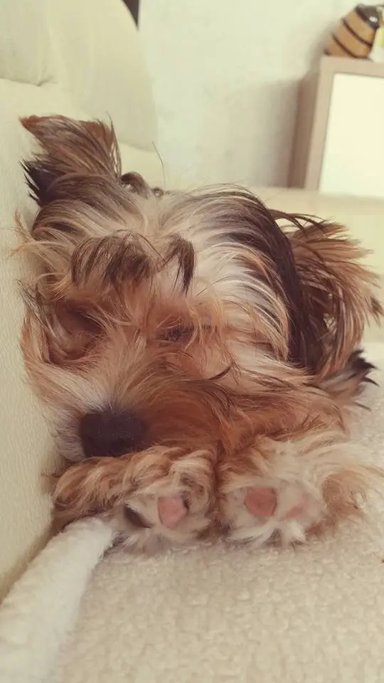 Image from Coco