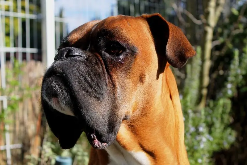 Andachtsbild von Franzi und Boxer Dexter