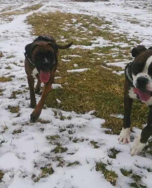 Andachtsbild von Ela