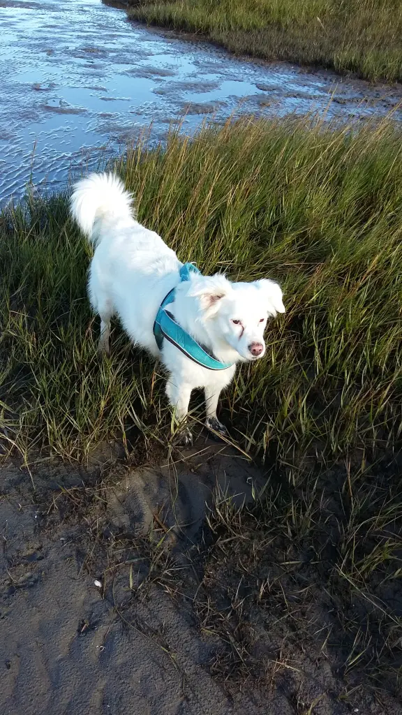 Image from Snowy