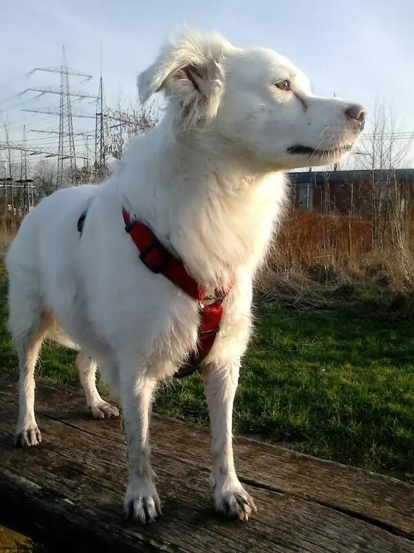 Image from Snowy