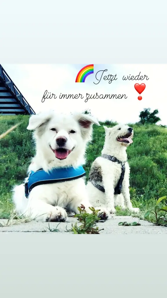 Image from Snowy