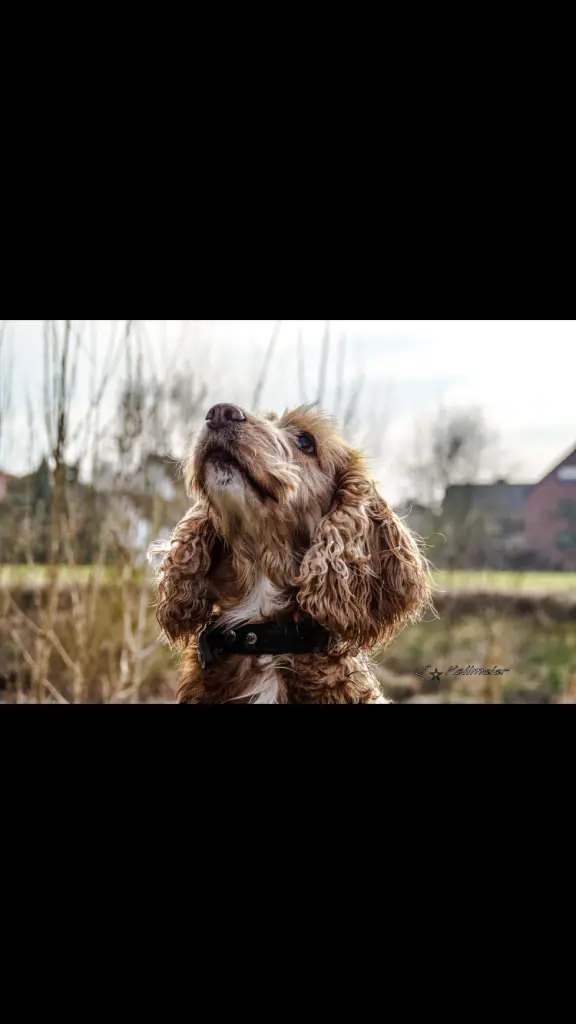 Image from Gipsy
