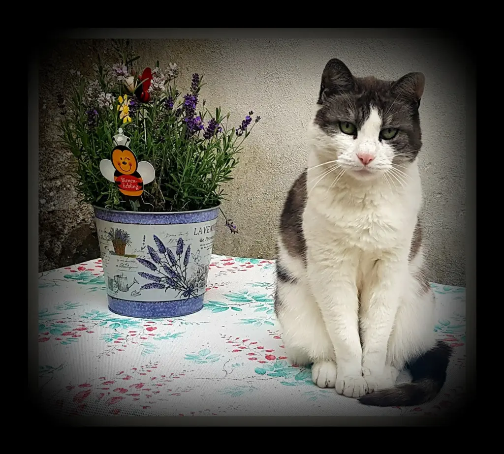 Image from Kitty