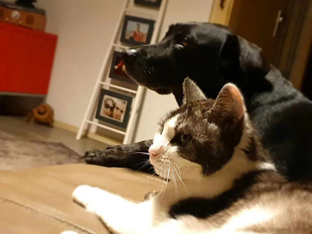Image from Kitty