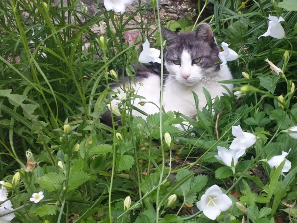 Image from Kitty
