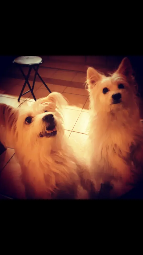 Condolence image of Frauchen & Herrchen