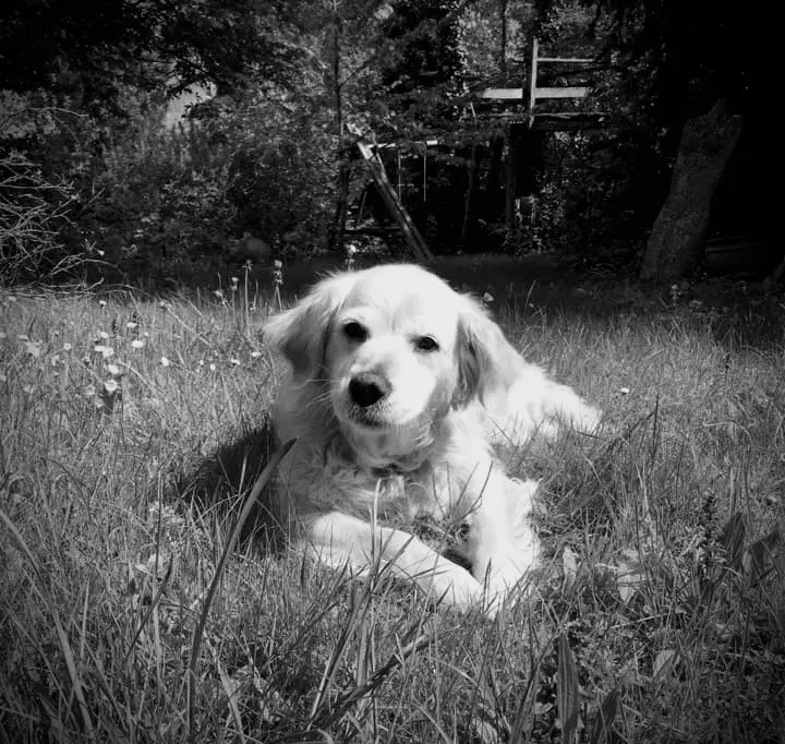 Image from Honey
