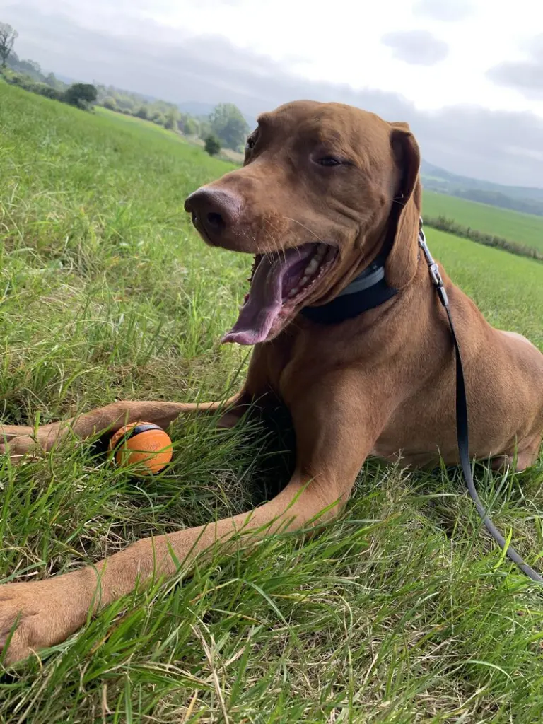 Condolence image of Birgt & Andreas mit ROLEX im Herzen