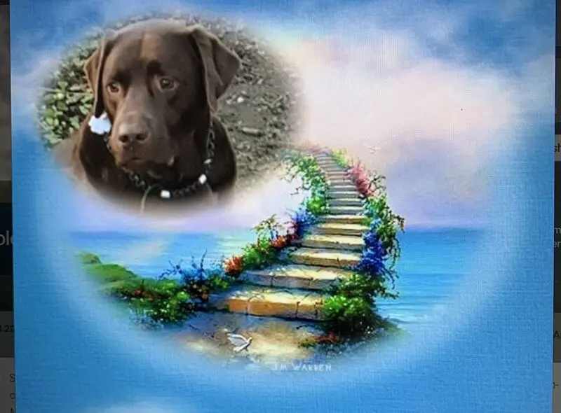 Condolence image of Jutta mit ❤️ Flash ❤️ im Herzen (17.01.20)