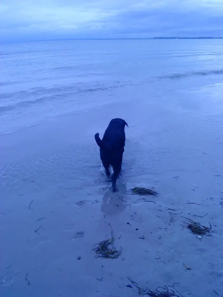 Image from Lady