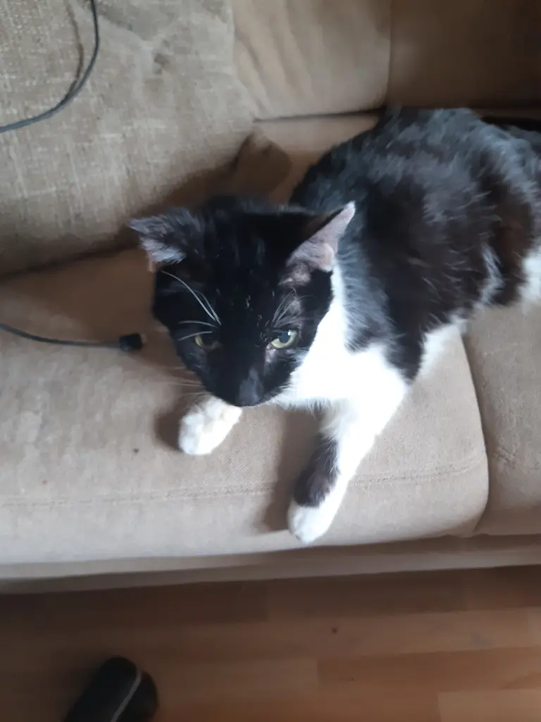 Image from Zorro 