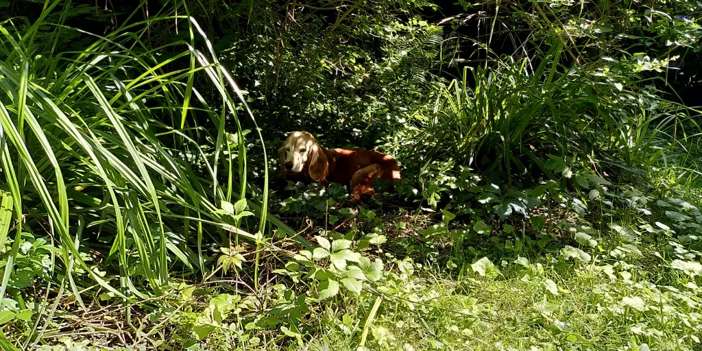 Image from Ronja
