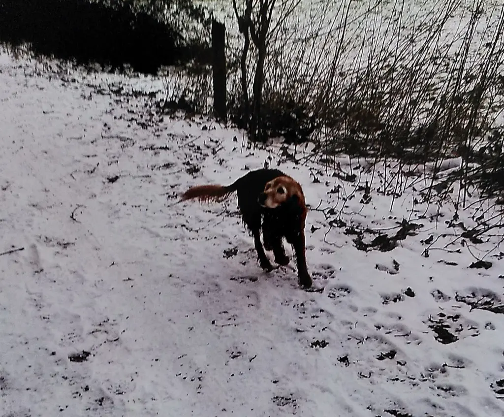 Image from Ronja