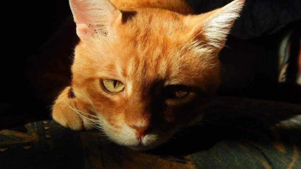 Image from Mikis