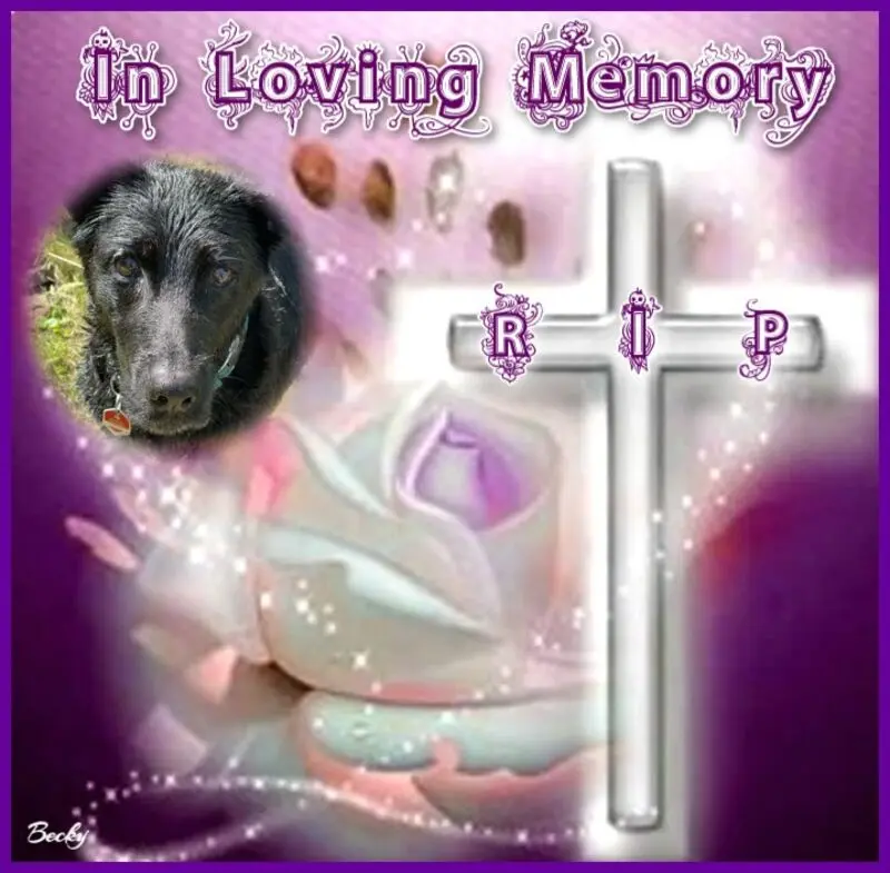 Condolence image of Fur Coralein❤️