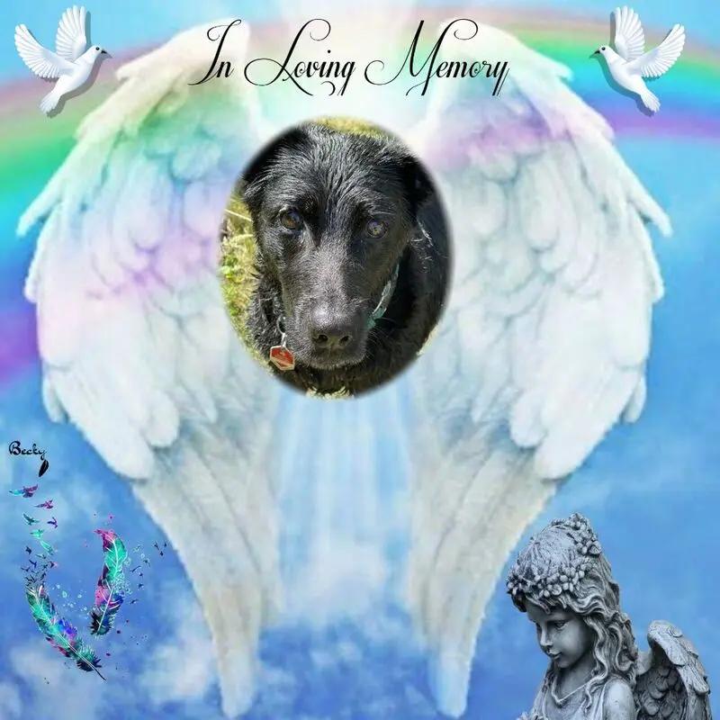 Condolence image of Fur Coralein❤️