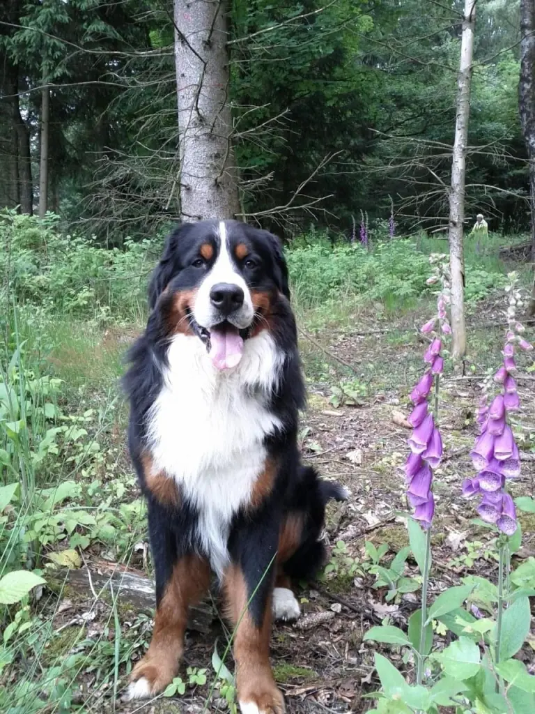 Condolence image of Tanja