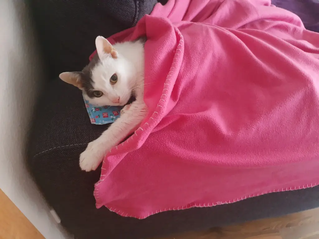 Image from Gismo