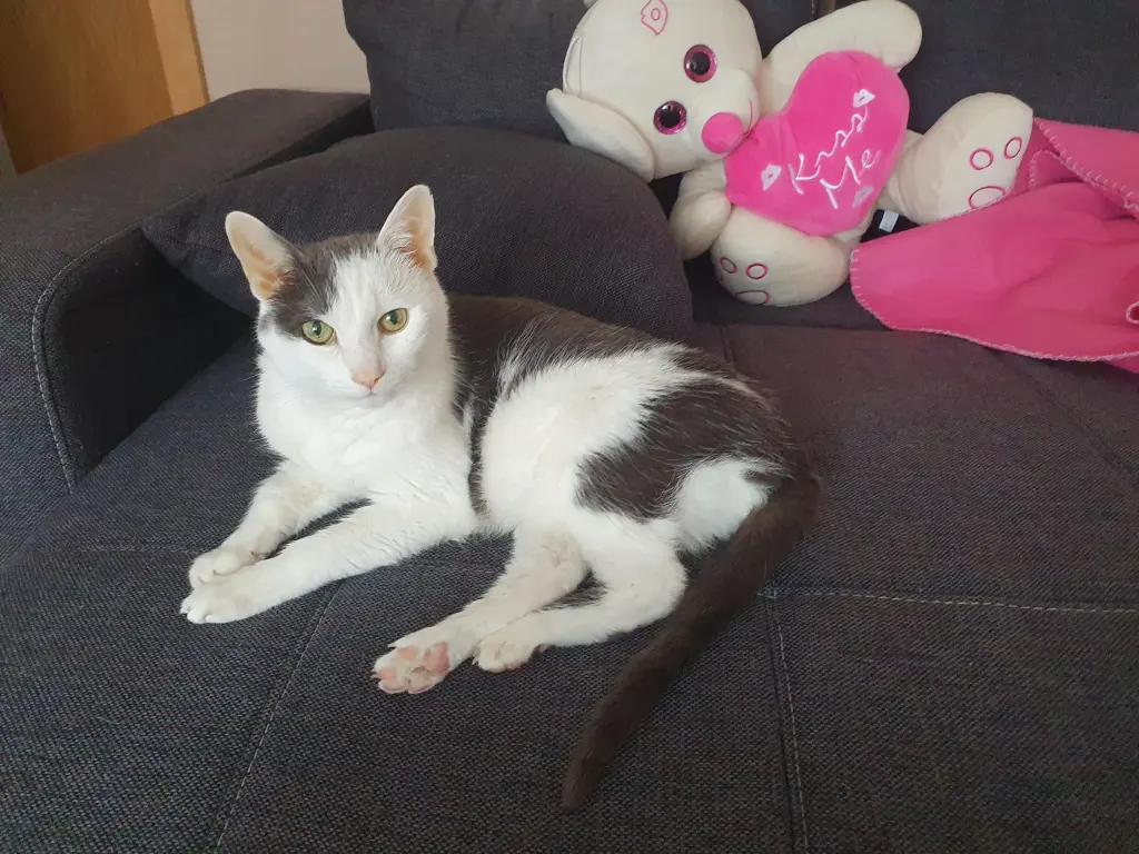 Image from Gismo