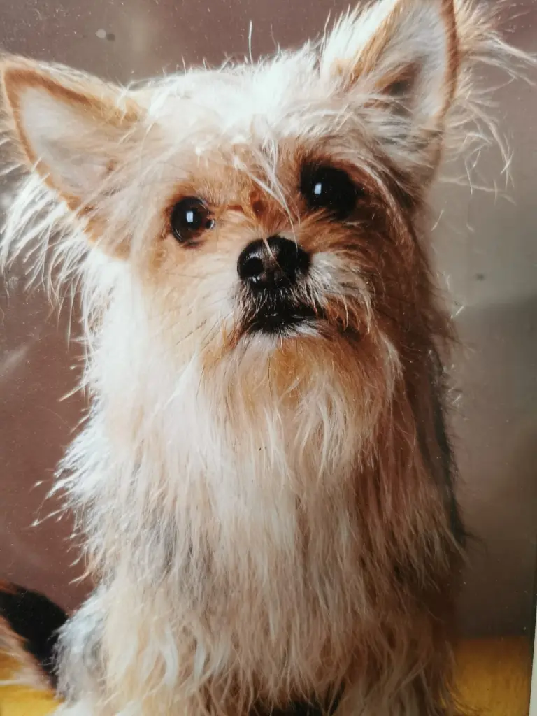Image from Gismo