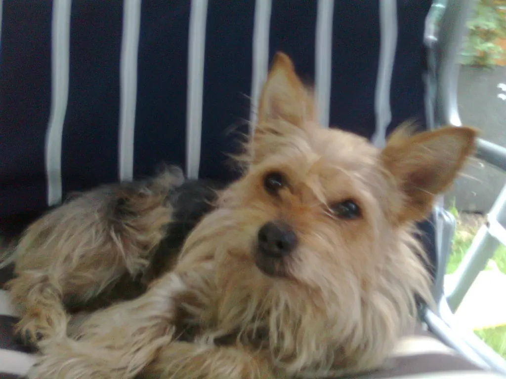 Image from Gismo