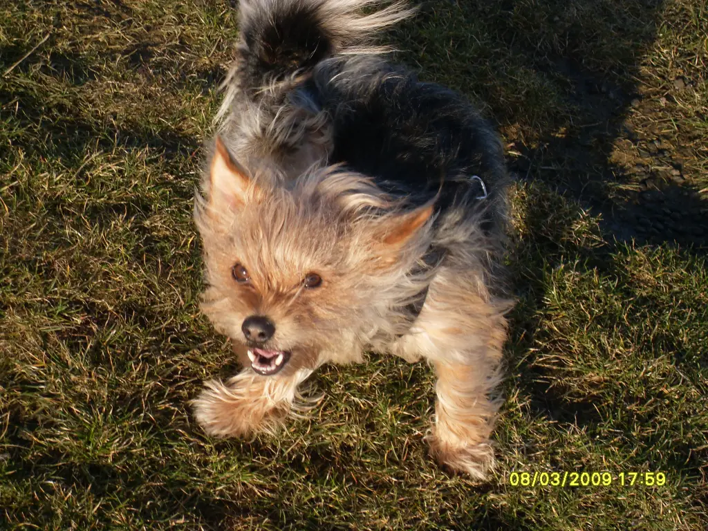 Image from Gismo