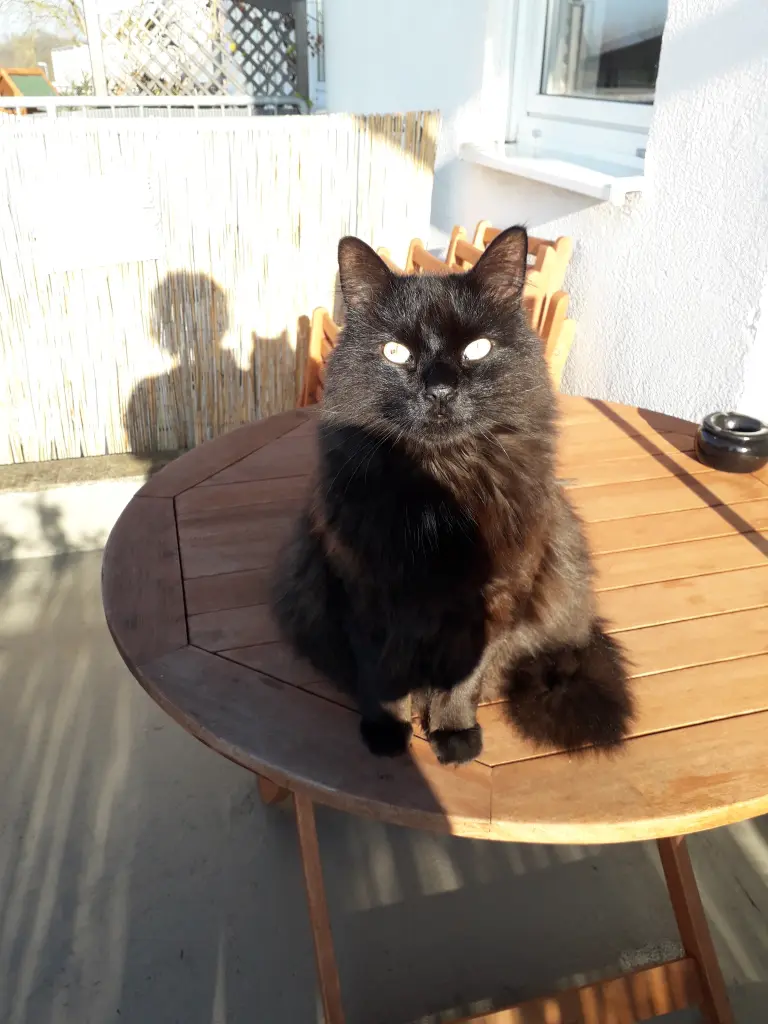 Image from Merlin