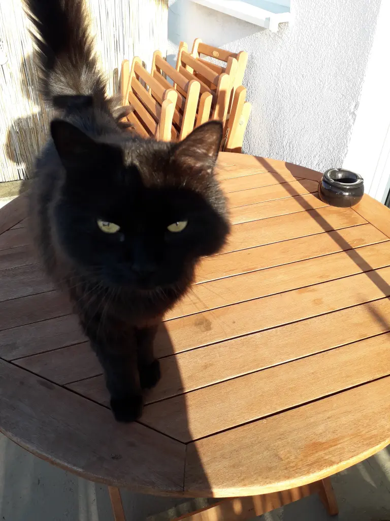 Image from Merlin
