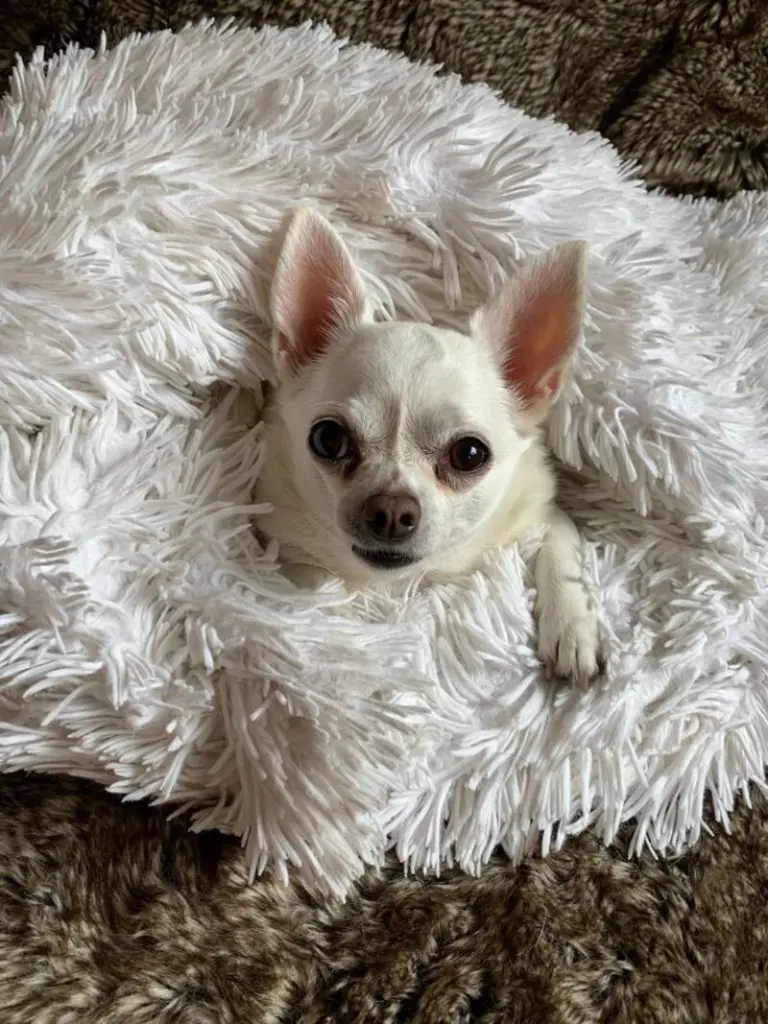 Condolence image of Silke