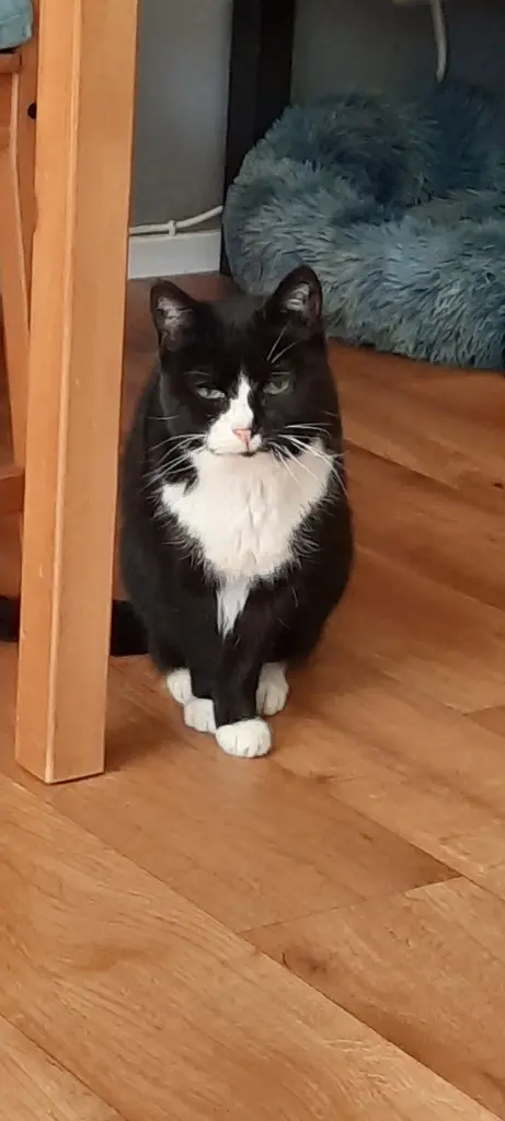 Image from Mitzekatze