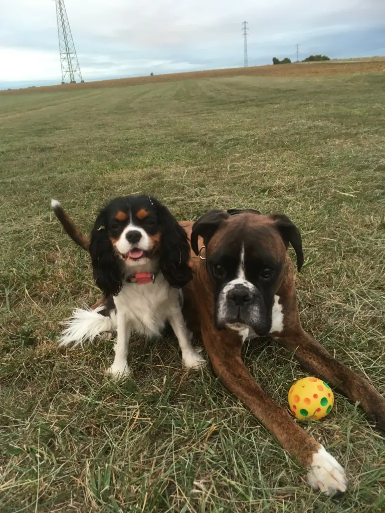Image from Bletz