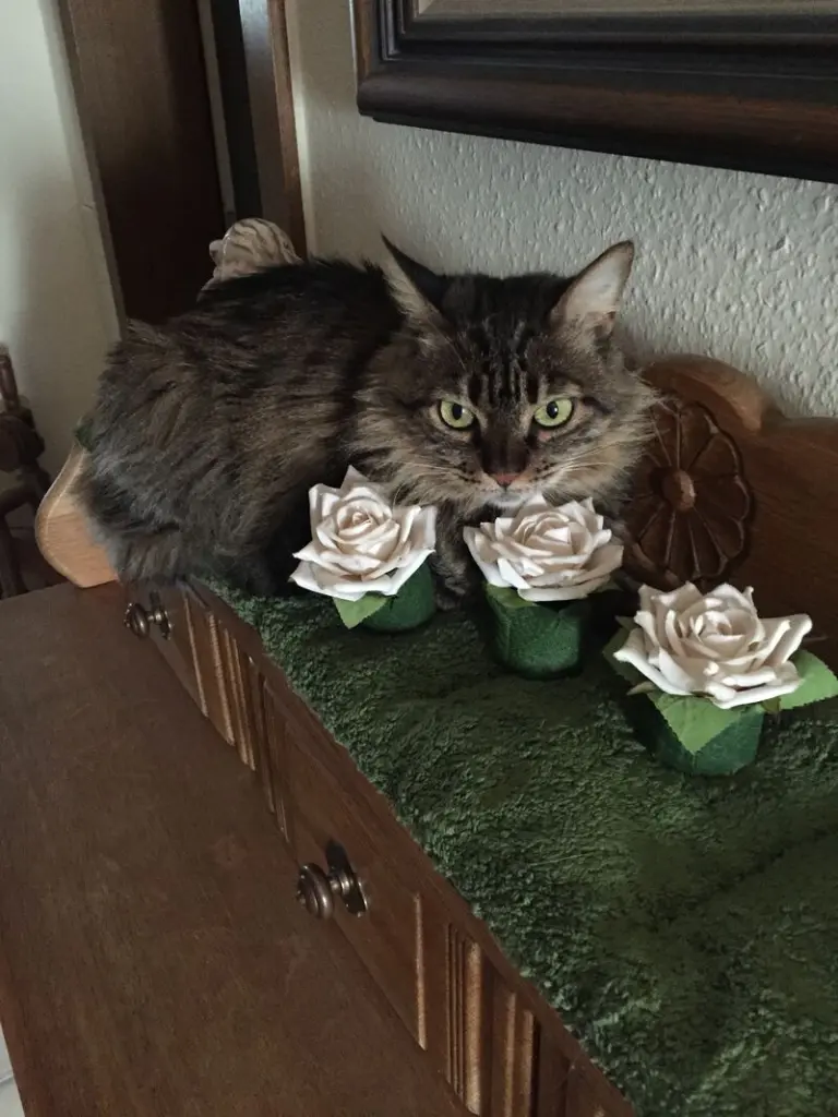 Image from Tessa