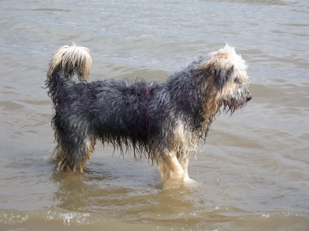 Image from Gismo
