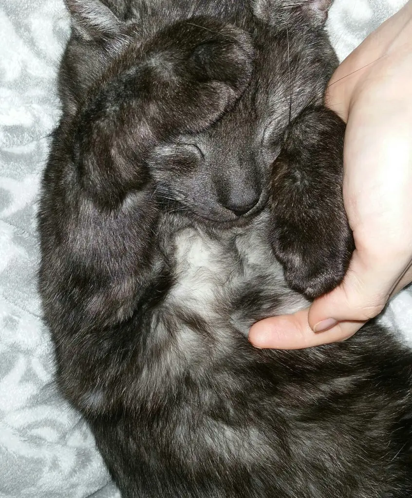 Image from Odin