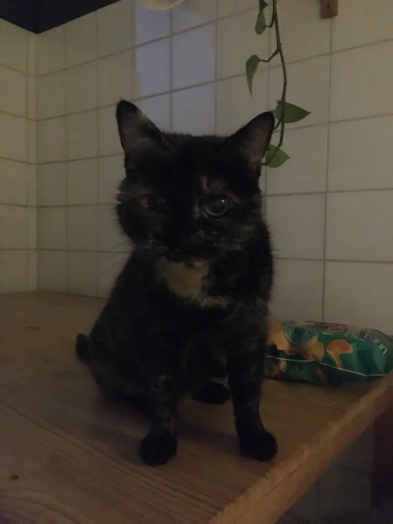 Image from Maxi