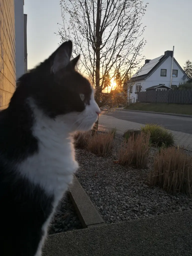 Image from Felix