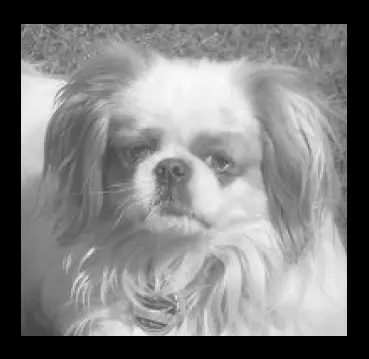 Condolence image of Conny mit Barney im ❤️