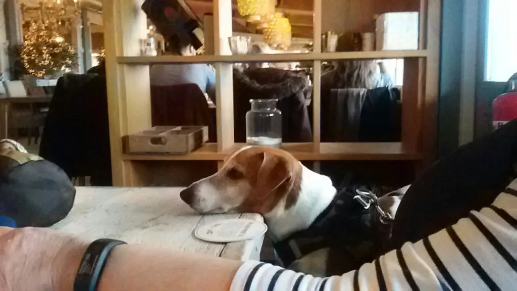 Image from Sammy