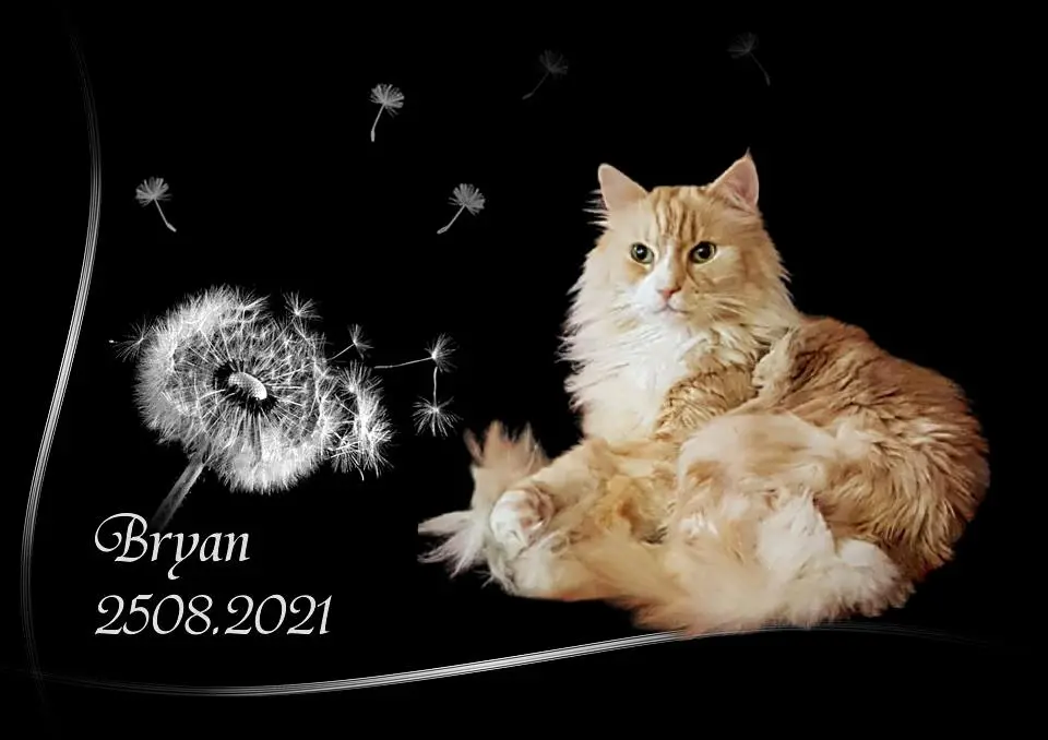 Image from Bryan